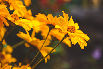 Bright yellow rudbeckia, beautiful flowers in the garden