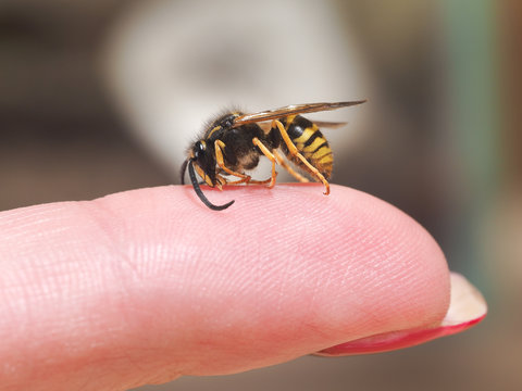 Insect wasp on a female finger. macro