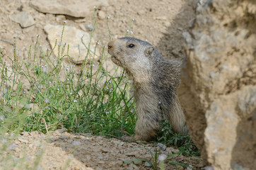 Alpine marmot