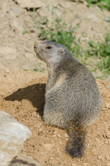 Alpine marmot