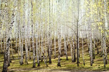 Birch trees woods in bright sunlight