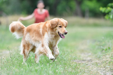 Golden retriever dog playing at the park
