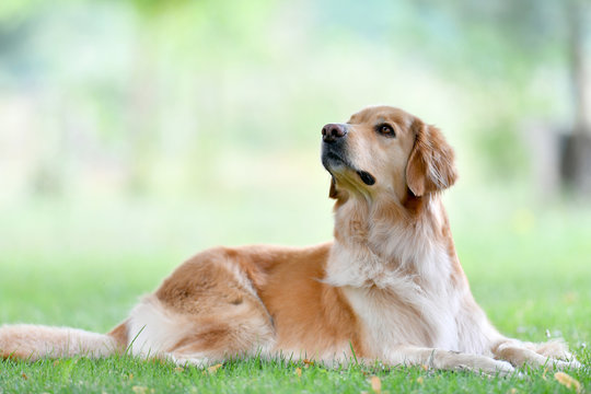Portrait of golden retriever dog in park