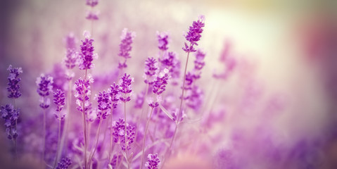 Soft focus on lavender due to the use of color filters - lavender in my flower garden