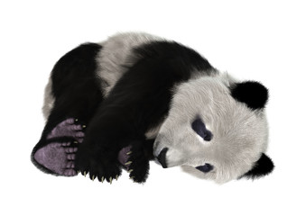 3D Rendering Panda Bear on White © photosvac