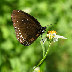 Obraz na płótnie Canvas Brown Butterfly on flower in the garden