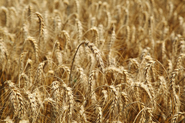 Rye field. Cultivated plant rye with beautiful gold spikelets.