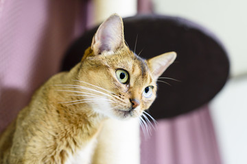 猫　アビシニアン