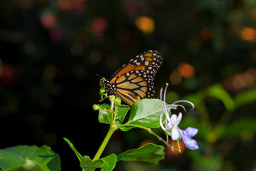 Yellow butterfly, with dark and blurred background