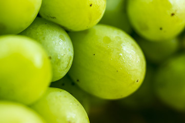 Green grapes extreme close-up