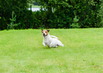 Quick dog playing and running at green grass lawn