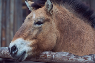 Portrait of beautiful wild horse