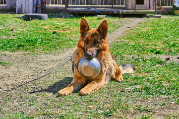Naklejka premium German Shepherd dog holding in teeth a bowl to have meal.