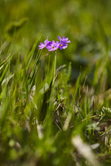 Mehlige Schlüsselblume, Mehlprimel, Primula farinosa