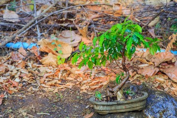 bonsai tree in garden
