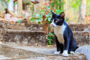 black cat with white spots
