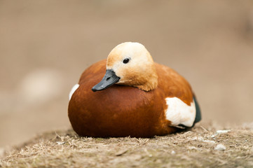 duck white head
