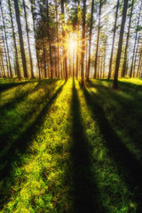 Obraz premium sunny forest