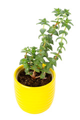 Small fresh green succulent in a little yellow pot