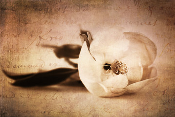 Magnolia Flower White Magnolias Floral Collage