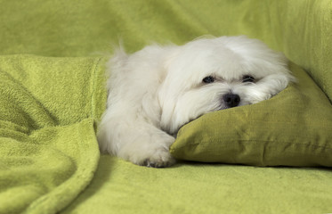 White maltese dog ready to sleep on a green blanket