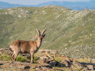 Alpine ibex (Capra pyrenaica) on the summit of the mountain
