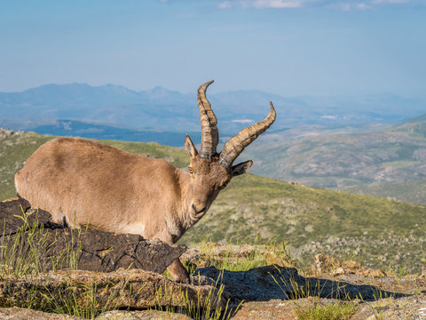 Alpine ibex (Capra pyrenaica) on the summit against blue sky