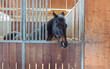 Dark brown horse looking out of its stall