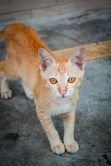 Thai stray cat.