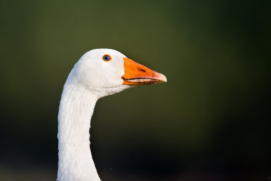 Domestic goose portrait