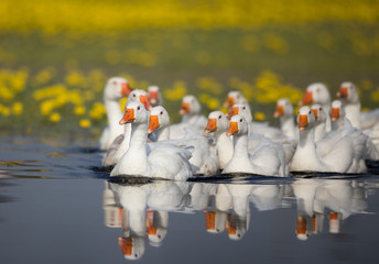 Domestic geese flock on the lake