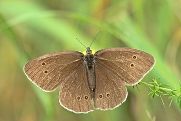 Brauner Waldvogel (Aphantopus hyperantus) auf Labkraut
