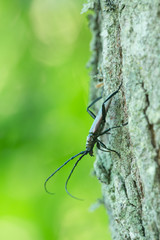 Female musk beetle, Aromia moschata on wood