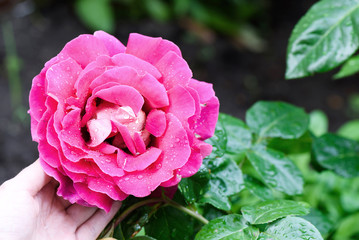 Close up photo of female hand holding a beautiful pink rose with drops of water in the rain.