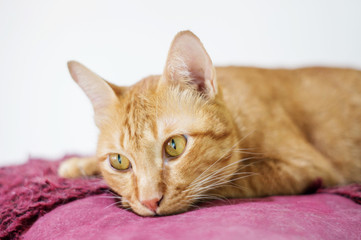 Lovely red cat, soft focus.