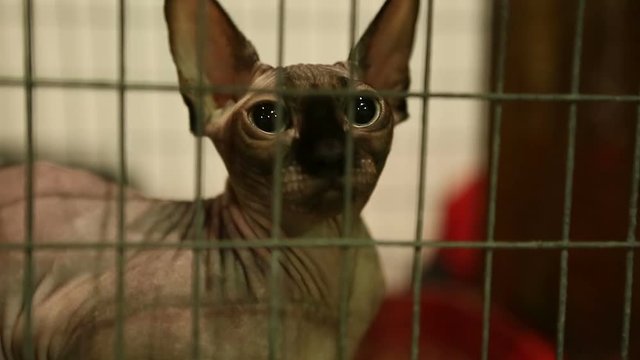 Animal shelter, hairless cat sitting in iron cage and playing with future owner