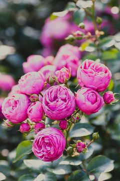 Cluster with dark pink peony-like roses sort Pomponella