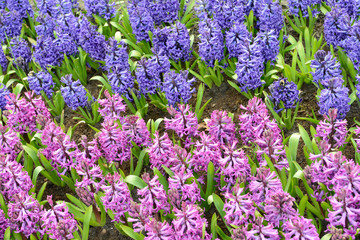 a field with colorful hyacinths