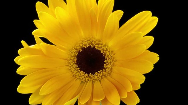 Beautiful time lapse of a daisy flower opening up.