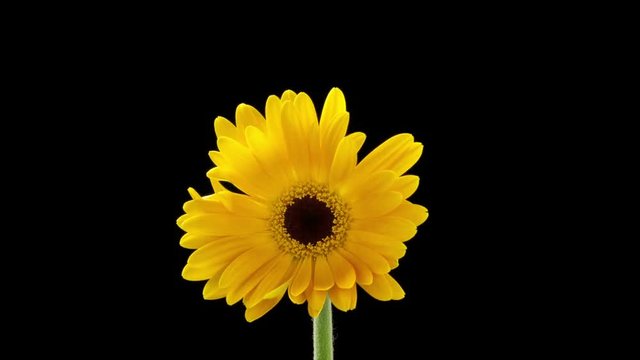 Beautiful time lapse of a daisy flower opening up.
