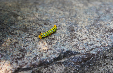 Caterpillar on the stone