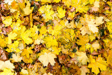 group of autumn orange leaves background