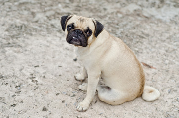 Obraz premium Cute pug lying,dog very sadd