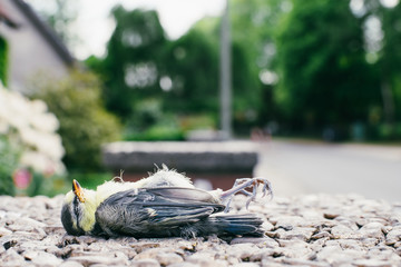 Vogel/Toter Vogel auf einer Mauer