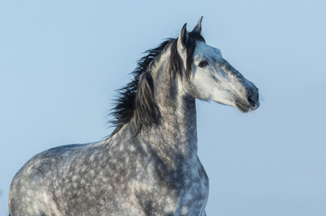 Obraz na płótnie Canvas Gray Andalusian stallion. Portrait of Spanish horse.