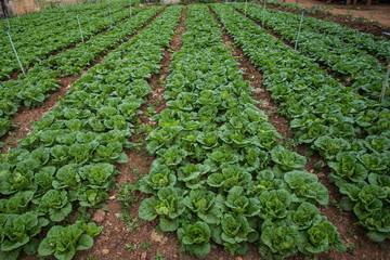 Cabbage field