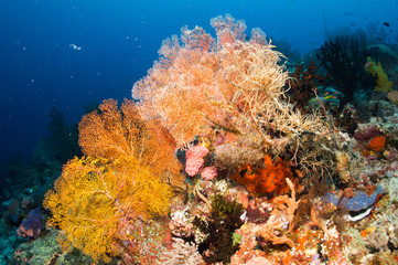 Sea fan