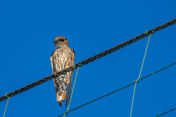 Hirondelle  Hirondelle rustique © jeanmi974
