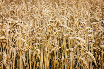 A closeup of a crop of golden grain growing.