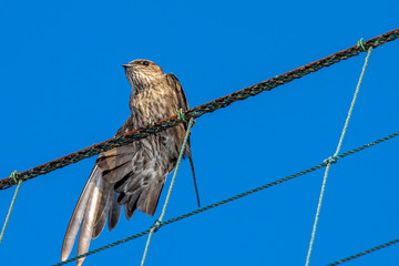 Hirondelle  Hirondelle rustique © jeanmi974